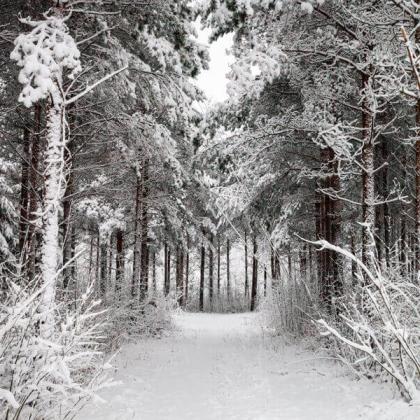 winter path